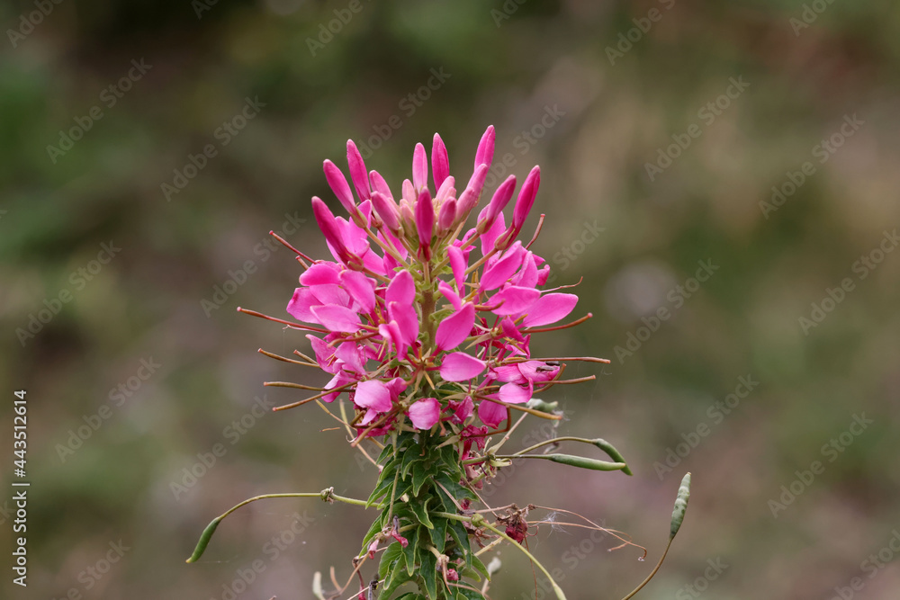 Capparaceae flowers growing in Ecology garden in parkland on bright summer day, pink, purple and white varieties