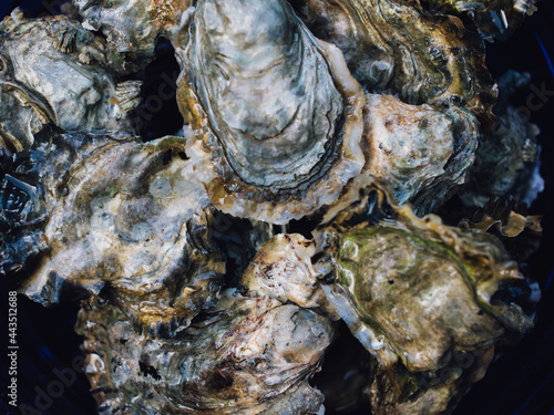 closeup of oyster shells
