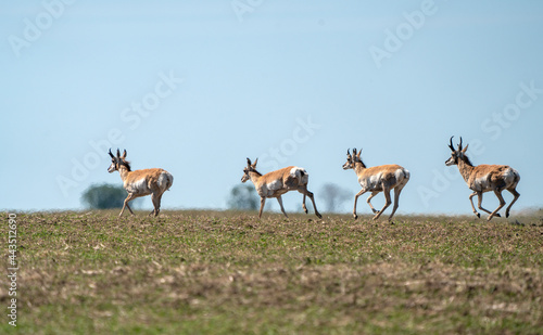 Pronghorn Antelope Saskatchewan