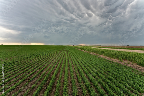 Prairie Storm Clouds mammatus