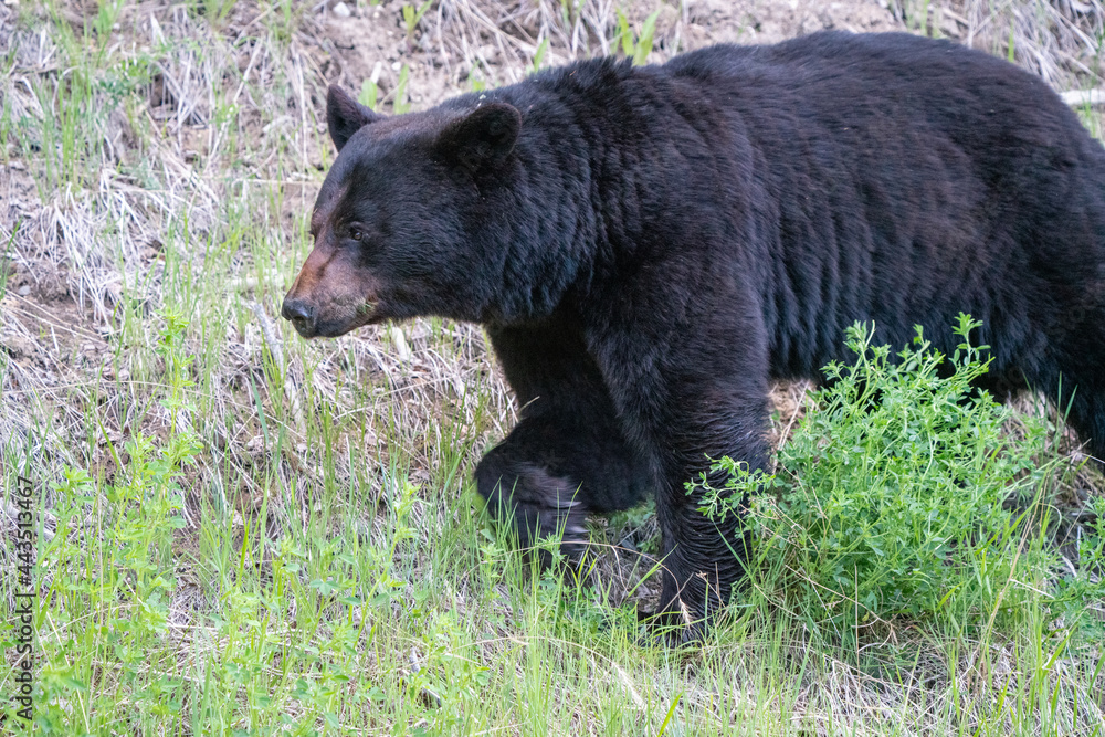 Obraz premium Black Bear Northern Canada