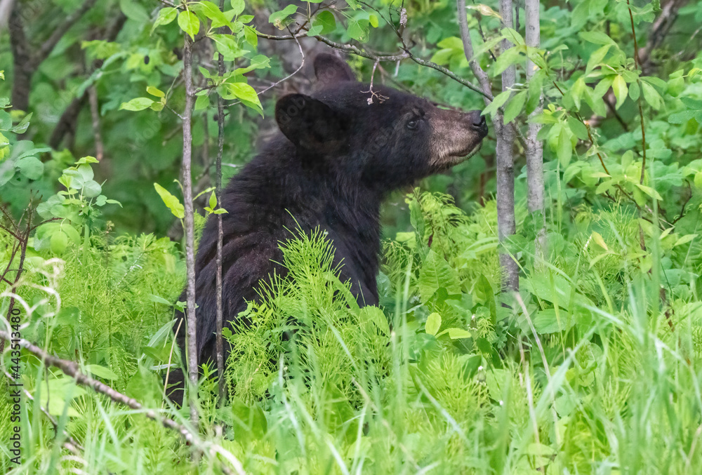 Fototapeta premium Black Bear Northern Canada