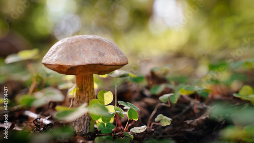Edible boletus mushroom in summer forest in green clover. Blur copy space. Macro bottom view.