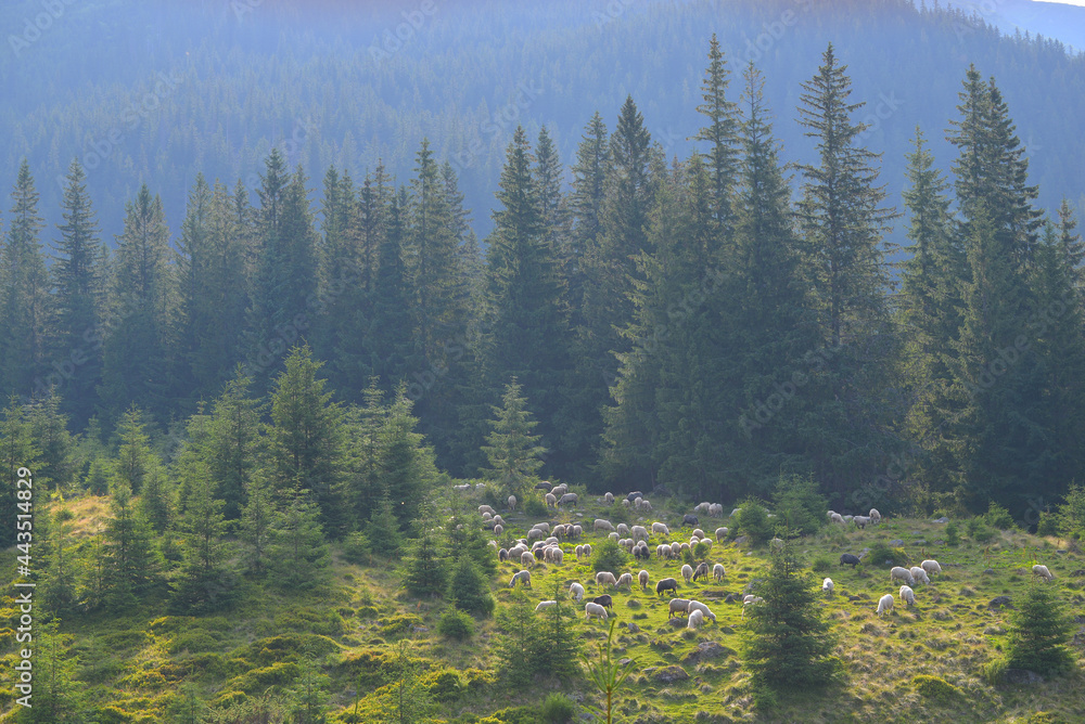 Sheeps in Carpathian Mountains, Ukraine