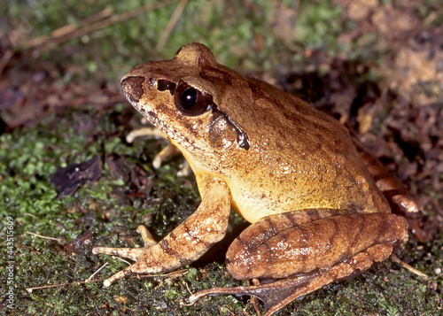 Endangered Australian Northern Stuttering Frog