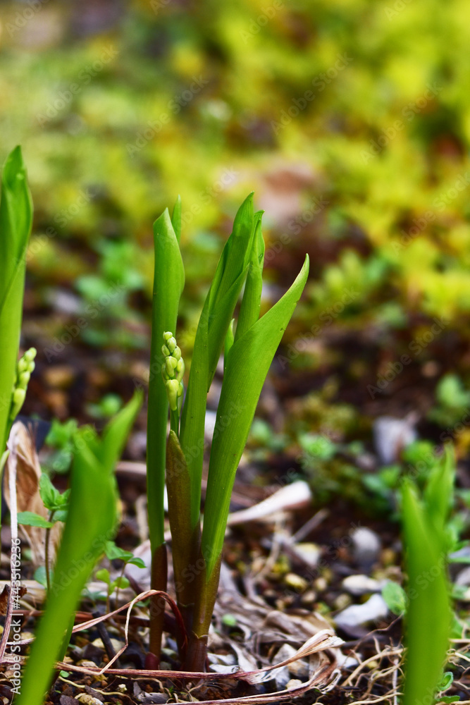 Obraz premium スズランのつぼみ