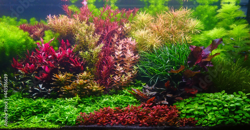 Colorful aquatic plants in aquarium tank with Nature - Dutch style aquascaping layout photo