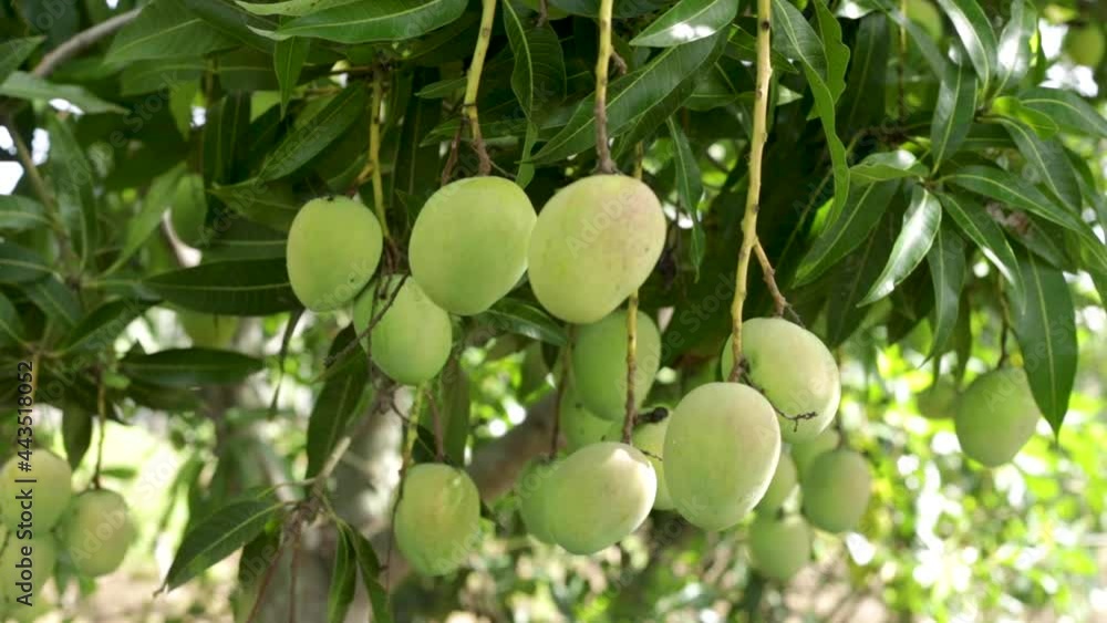 green mangoes, hanging from a tree branch in the middle of a plantation in full season of the tropical exotic fruit green mangoes, hanging from a tree branch in the middle of a plantation in full season of the tropical exotic fruit