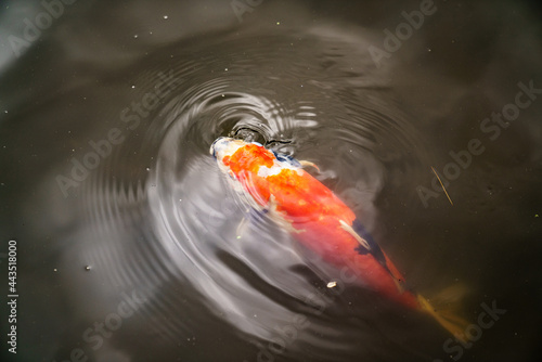Koi Fish 013