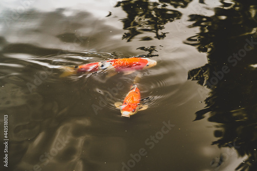 Koi Fish 012