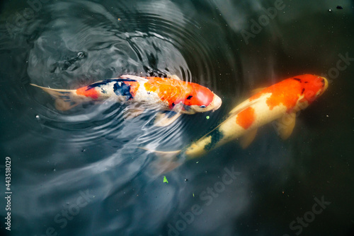 Koi Fish 011