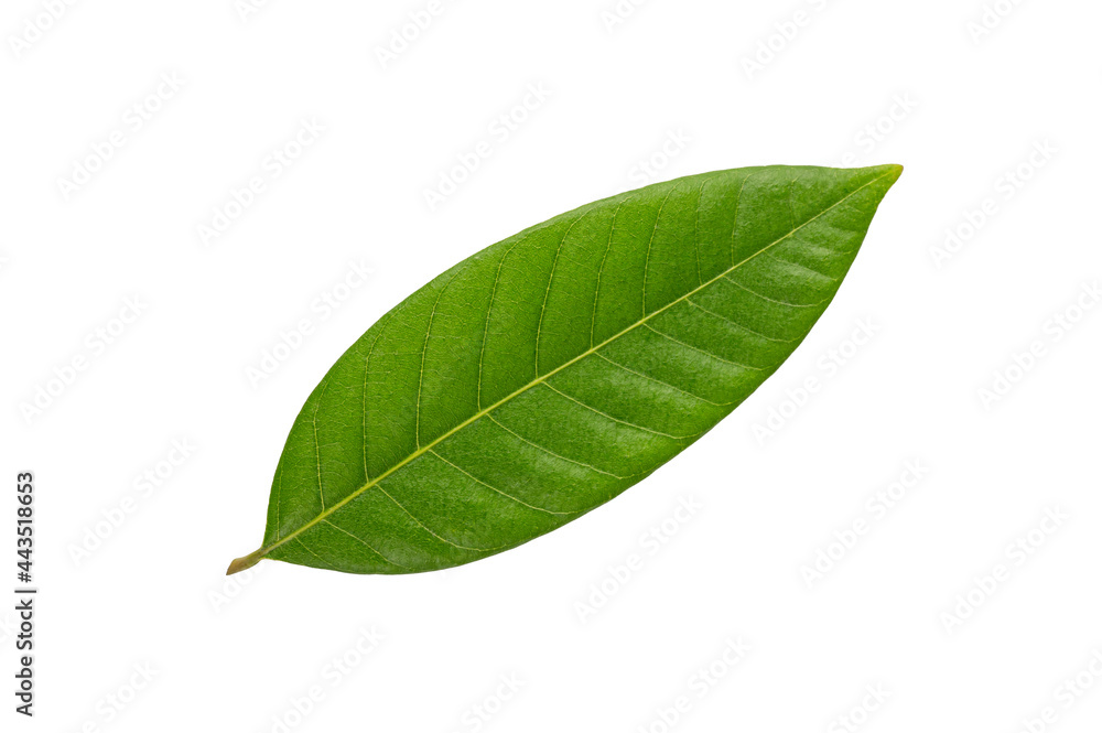 Obraz premium Green leaf isolated on white