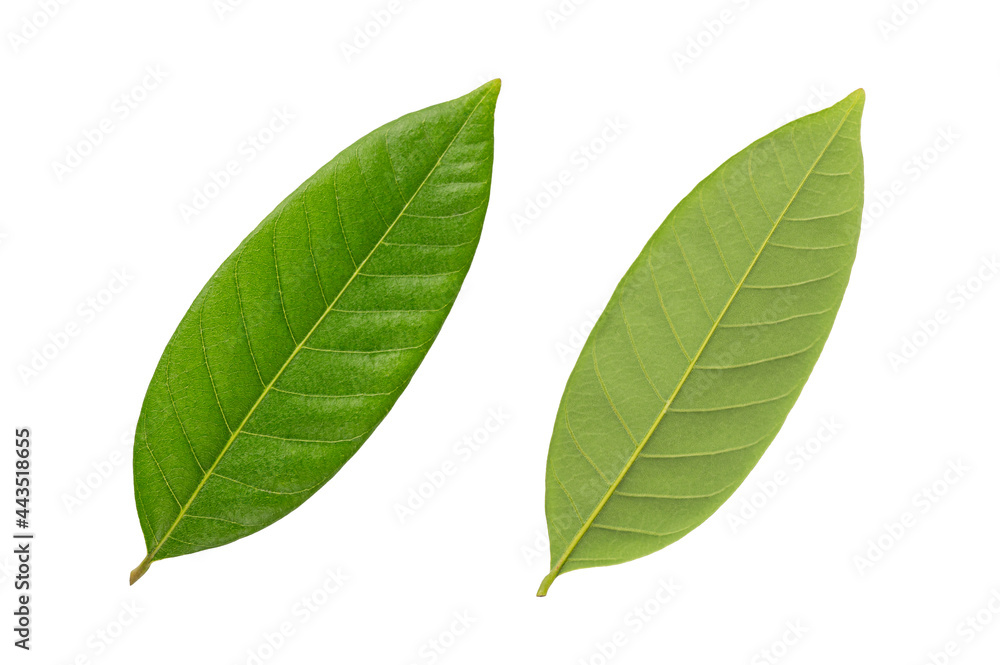 Obraz premium Green leaf isolated on white