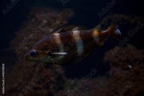Quadro em tela Trisopterus luscus (bib, pout whiting, pout, pouting).