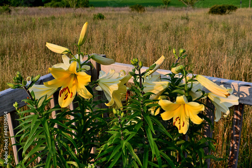 Yellow Planet Trumpet Lily