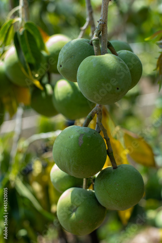 Sapote fruits on a tree