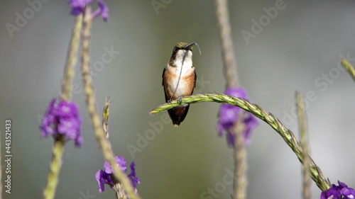 Female white-bellied woodstar (Chaetocercus mulsant) perched in a puple porterweed plant in a garden in Cotacachi, Ecuador photo