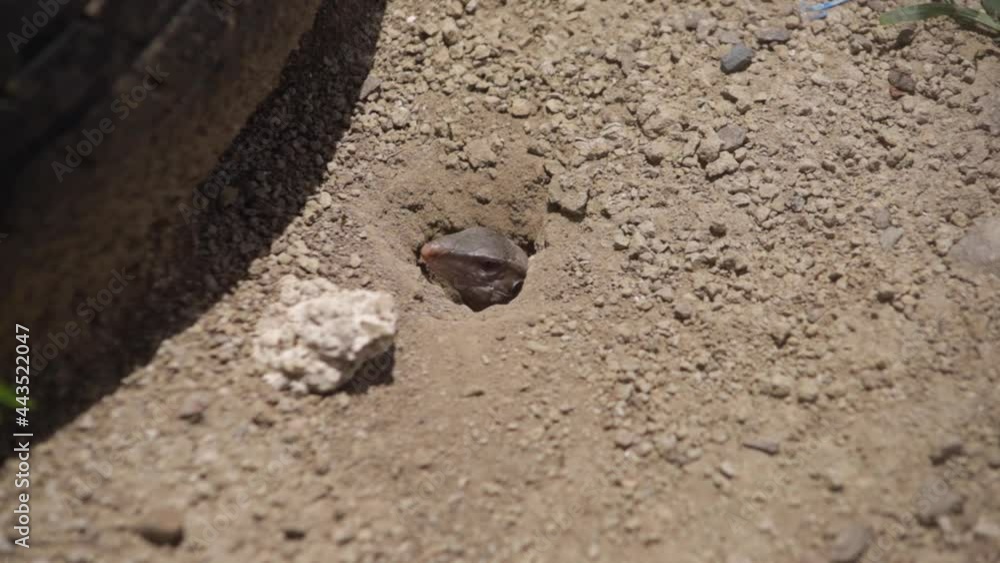 CARIBBEAN GROUND LIZARD ENTERING ITS BURROW CARIBBEAN GROUND LIZARD ENTERING ITS BURROW