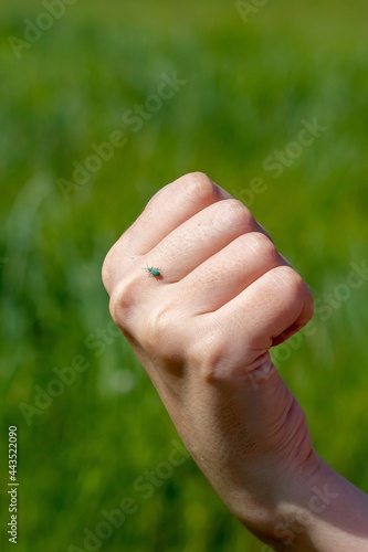 Turquoise Nettle Weevil - Phyllobius urticae on a female hand © ok_fotoday