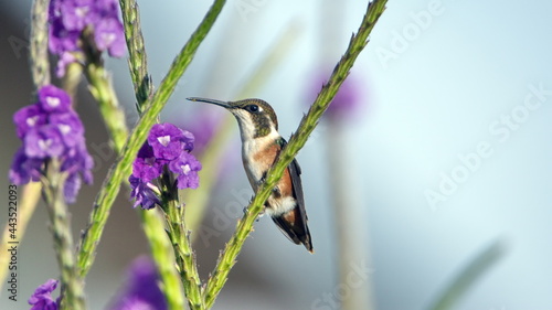 Female white-bellied woodstar (Chaetocercus mulsant) perched in a puple porterweed plant in a garden in Cotacachi, Ecuador photo