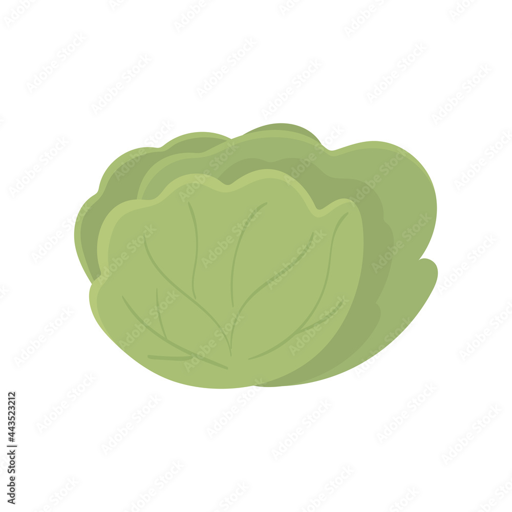 lettuce fresh vegetable lettuce fresh vegetable