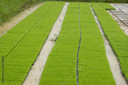 Rice seedling growing in the rice field © Keopaserth