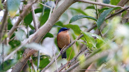 Rusty flowerpiercer (Diglossa sittoides) perched in a bush in a garden in Cotacachi, Ecuador photo