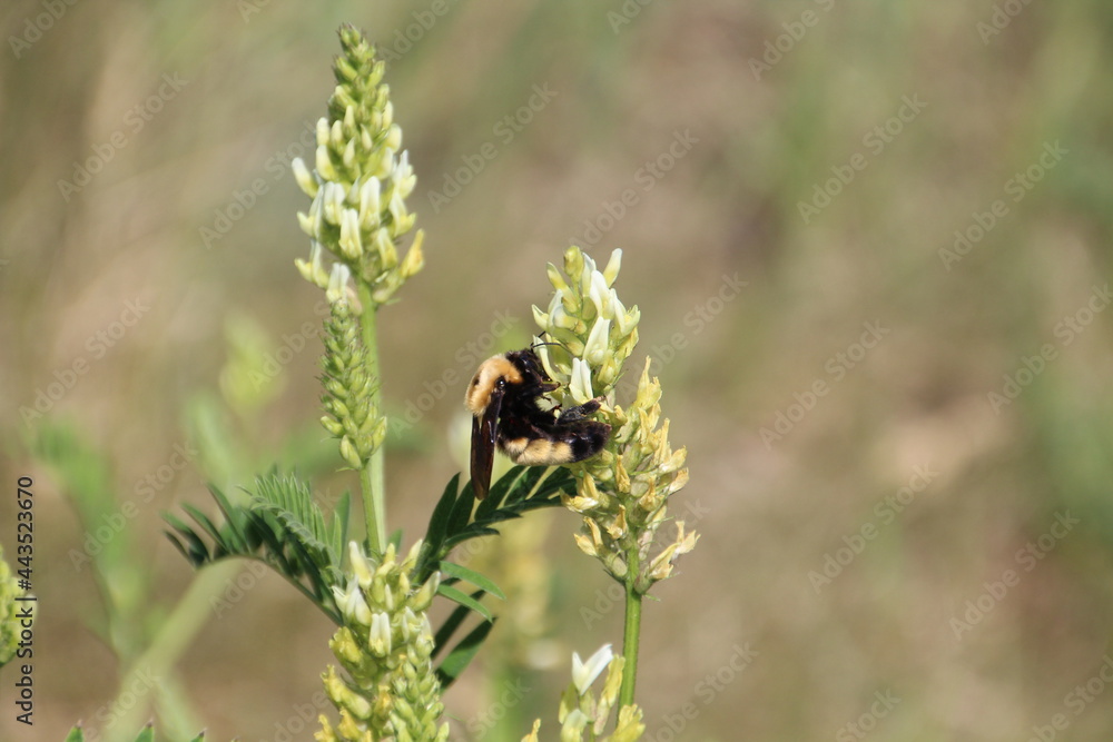 Summers Bee, Pylypow Wetlands, Edmonton, Alberta Summers Bee, Pylypow Wetlands, Edmonton, Alberta