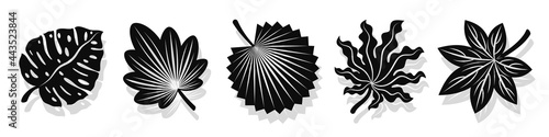 Set of vector black leaves silhouettes and shadow isolated on white background. Abstract cartoon leaf or foliage flat shape icon style. Design for logo, stencil or pattern artwork.