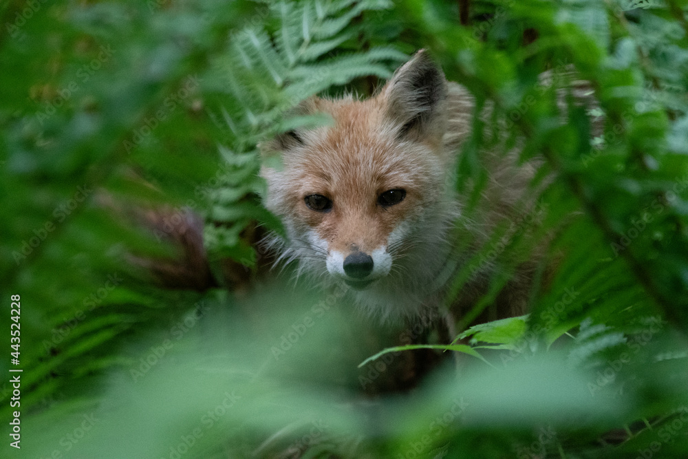Naklejka premium Ezo red fox hiding in bush