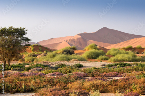 Sand dunes and wildflowers at Sossusvlei, Namib-Naukluft Park, Namibia