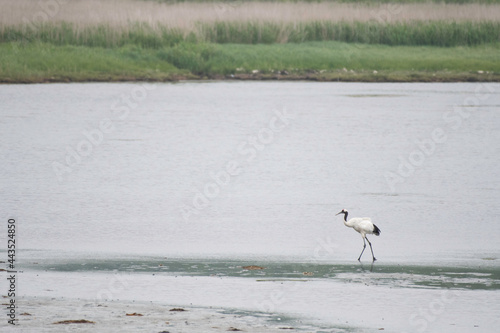 Red-crowned crane at Kiritappu Wetland photo