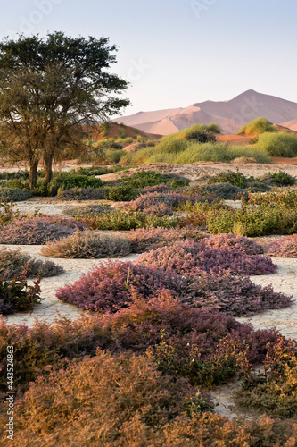 Sand dunes and wildflowers at Sossusvlei, Namib-Naukluft Park, Namibia
