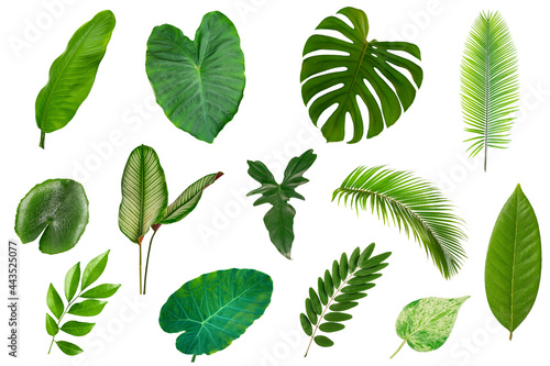 Set of Tropical green leaves isolated on white background.