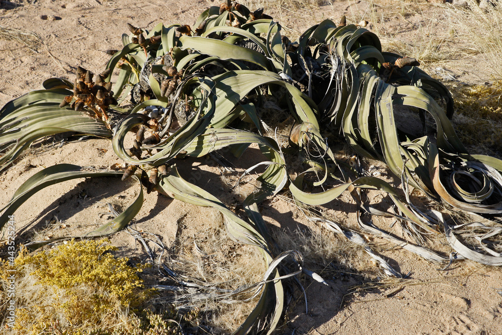 Φωτογραφία Welwitschia mirabilis plant (female) in Namib-Naukluft National Park, Namibia