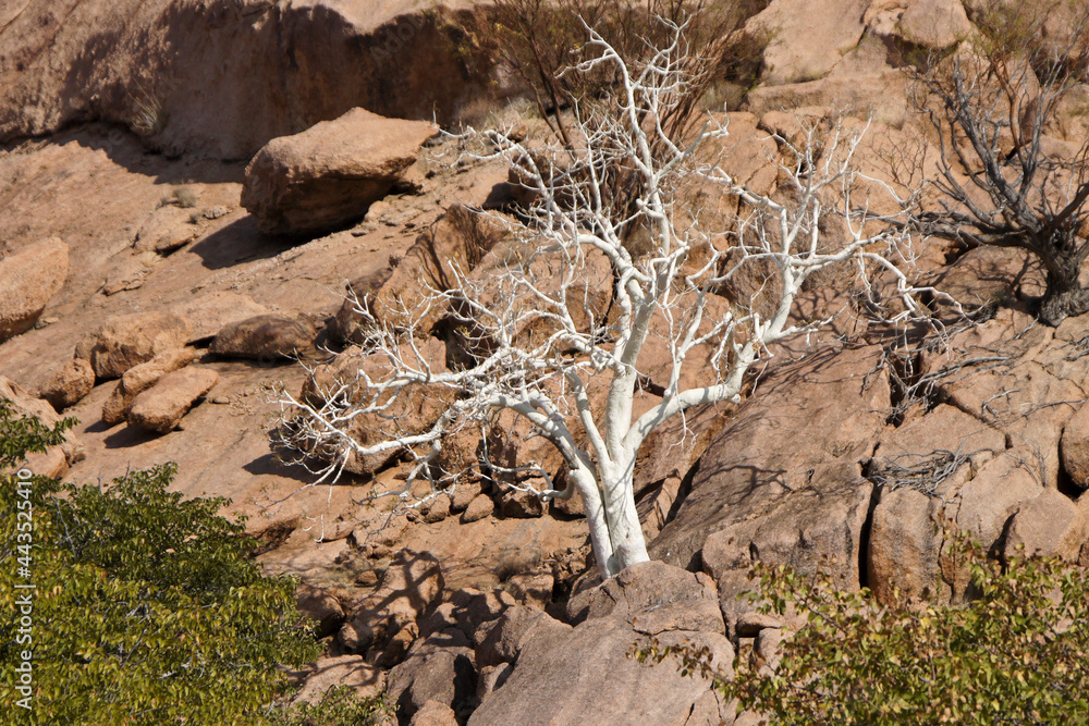Obraz premium Sterculia quinqueloba tree growing on rocky hillside, Namibia