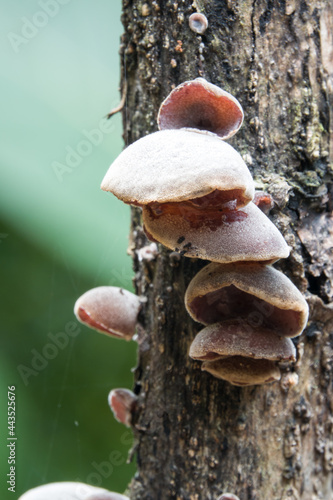 Cloud ear fungus (Auricularia polytricha)