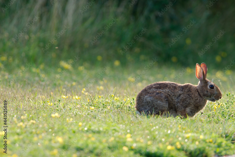 Fototapeta premium rabbit sitting in the grass field