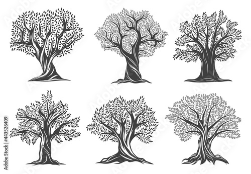 Old olive trees with leaves, cracks in bark and brunches on twisted trunk. Mediterranean, Italian or Greek cuisine symbol, organic olive oil farm, agriculture vector emblem or icon