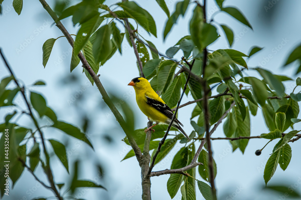 American Goldfinch in a Tree American Goldfinch in a Tree