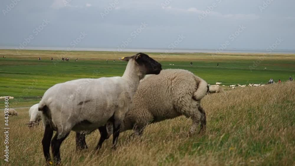 Lamb running towards it's mother to get breastfed, Leuchtturm Westerhever. Lamb running towards it's mother to get breastfed, Leuchtturm Westerhever.