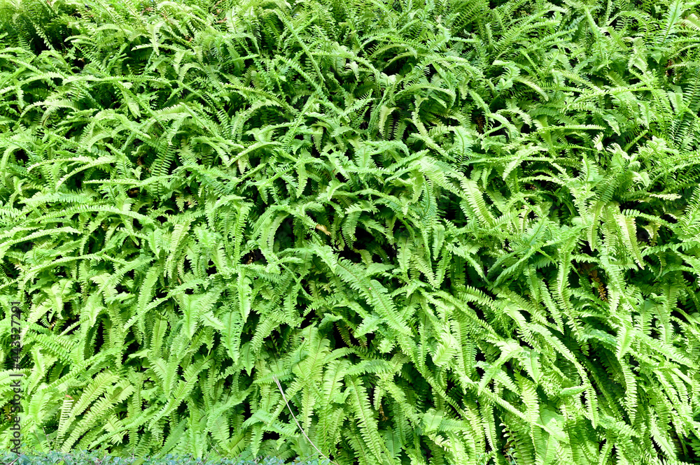 Close up green climber plant on wall for texture and backgrounds, natural concept. Close up green climber plant on wall for texture and backgrounds, natural concept.