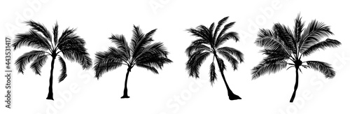 Set of black silhouettes of palm trees, betel nut, coconut tree, coconut leaves.  Botanical and Jungle leaves design for nature background, Eco and summer banner, wallpaper, pattern and prints.