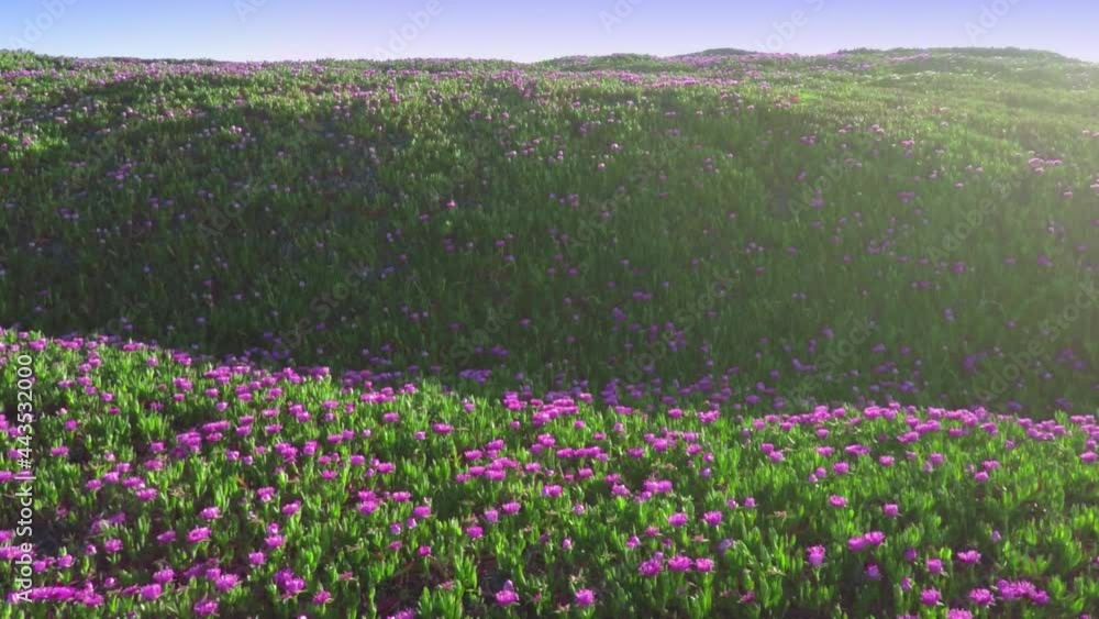Aerial drone view flying over californian flowers in sand dune in Point Reyes Aerial drone view flying over californian flowers in sand dune in Point Reyes