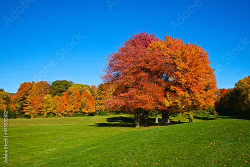 Majestic view of autumn leaf colour in the park