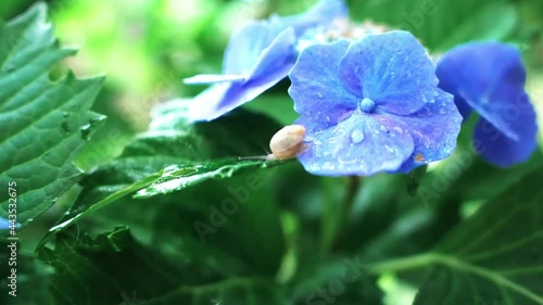 雨上がりの紫陽花と蝸牛
