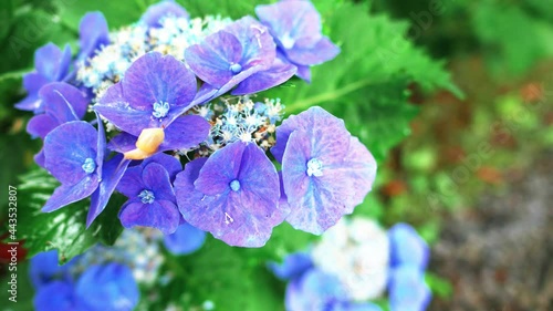 雨上がりの紫陽花と蝸牛