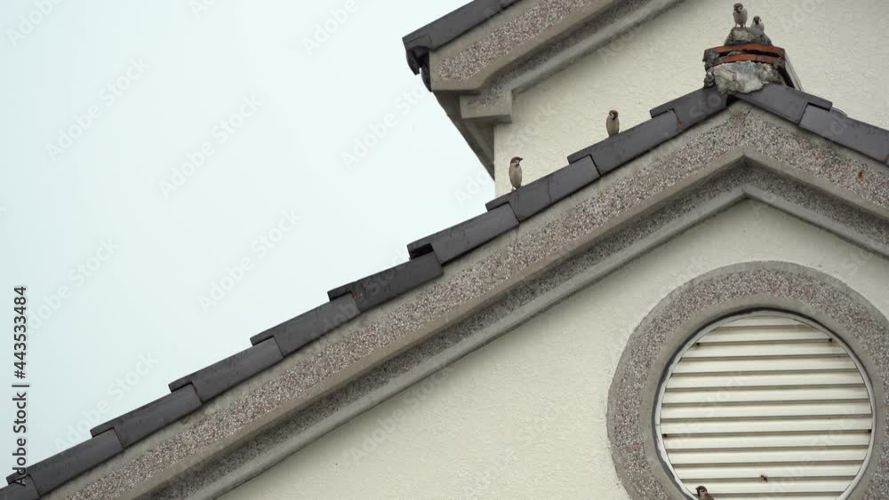Tiny little sparrows perching on the A-frame roof top practicing social distancing. Tiny little sparrows perching on the A-frame roof top practicing social distancing.