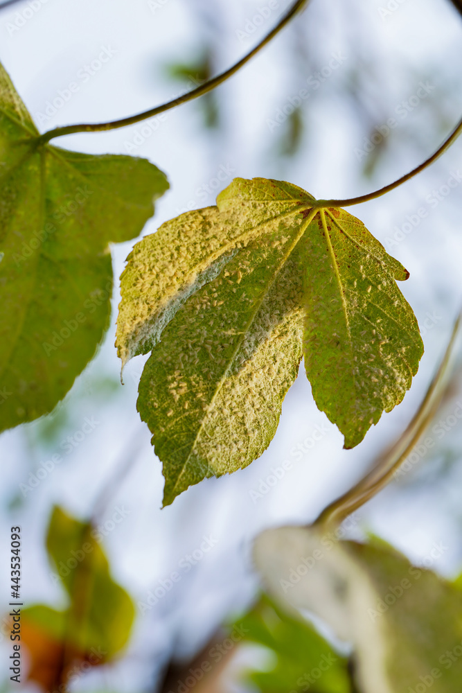 Fungal plant disease Powdery Mildew on a tomato leaf. White plaque on