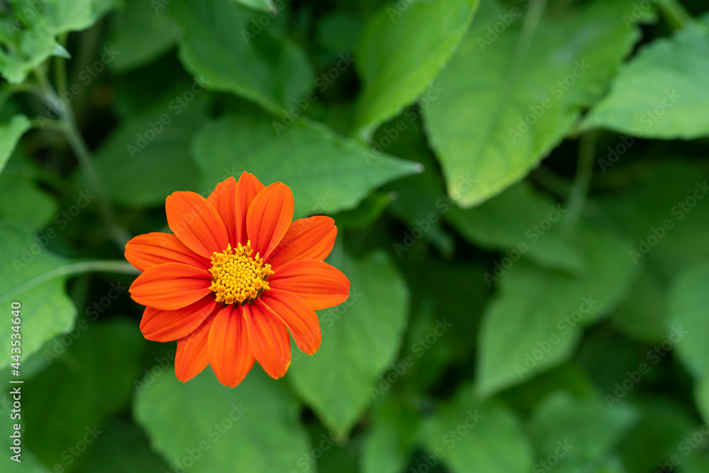 Zinnia flower or Youth and Old Age (Zinnia elegans) Beautiful flowers are blooming with bright red with green leaves. Free copy space. Zinnia flower or Youth and Old Age (Zinnia elegans) Beautiful flowers are blooming with bright red with green leaves. Free copy space.